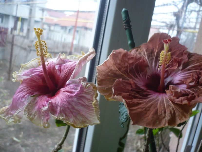 P1360325 - HIBISCUSI 2018-1