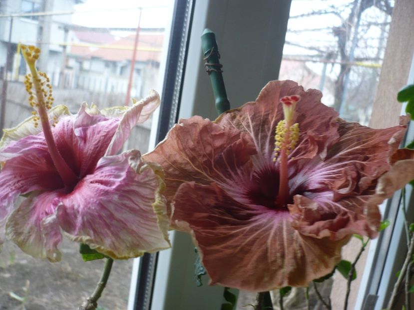 P1360326 - HIBISCUSI 2018-1