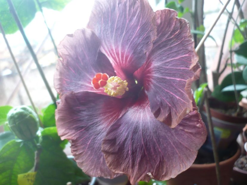 P1360329 - HIBISCUSI 2018-1