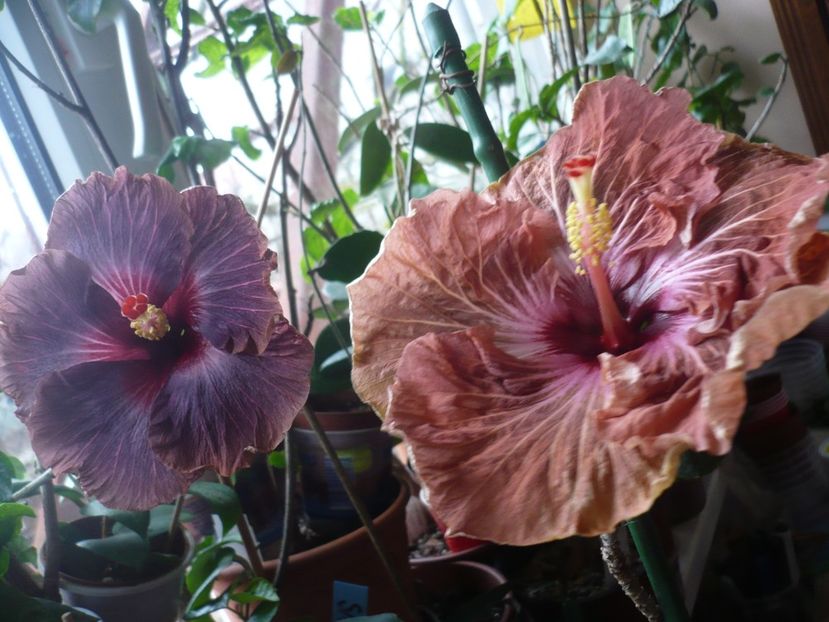 P1360331 - HIBISCUSI 2018-1