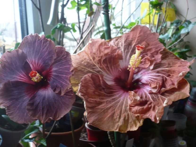 P1360333 - HIBISCUSI 2018-1