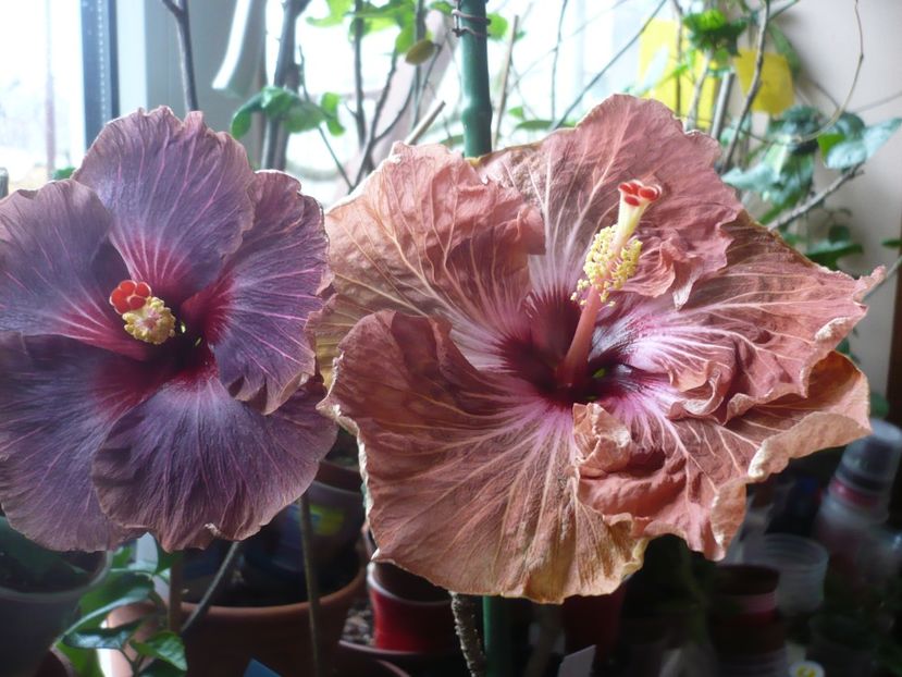 P1360334 - HIBISCUSI 2018-1