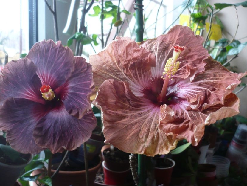 P1360335 - HIBISCUSI 2018-1