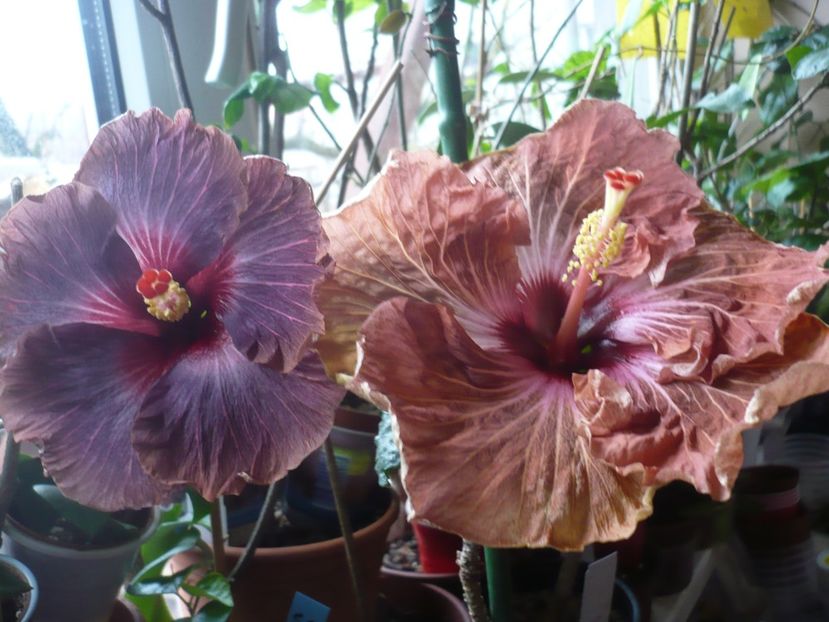 P1360336 - HIBISCUSI 2018-1