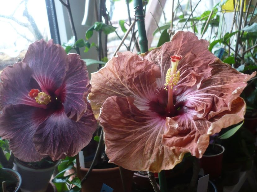 P1360337 - HIBISCUSI 2018-1