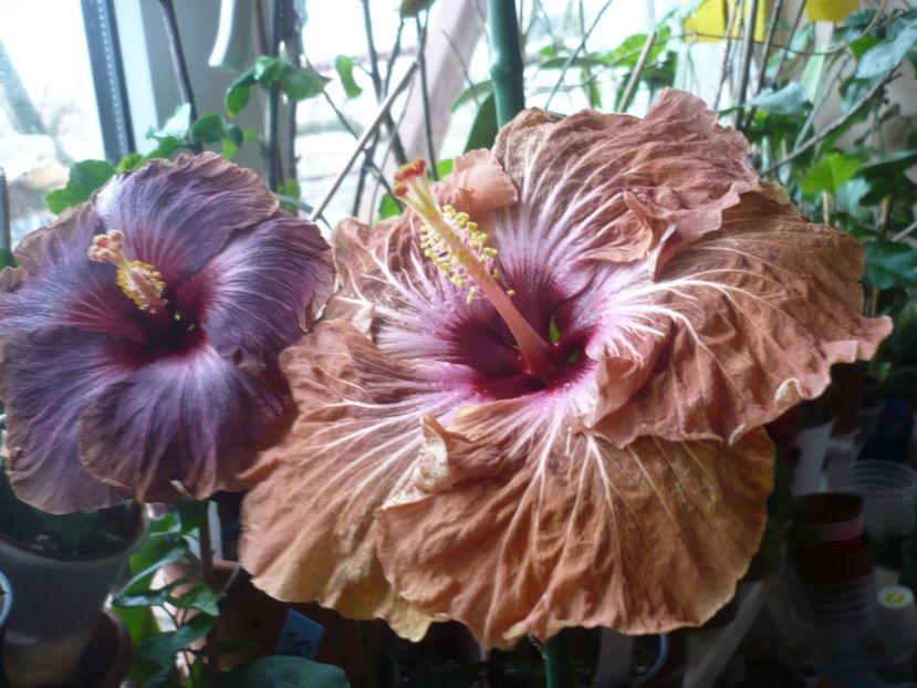 P1360338 - HIBISCUSI 2018-1