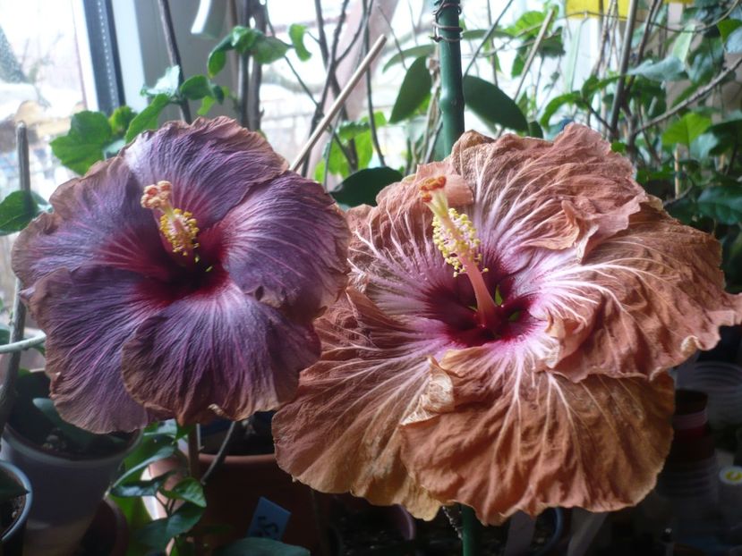 P1360339 - HIBISCUSI 2018-1