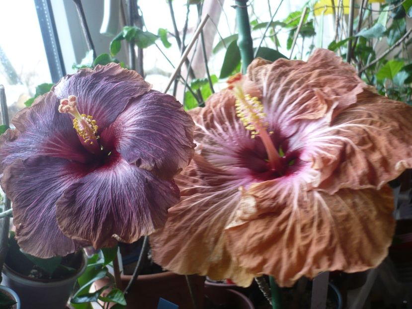 P1360340 - HIBISCUSI 2018-1