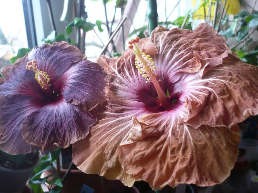 P1360341 - HIBISCUSI 2018-1