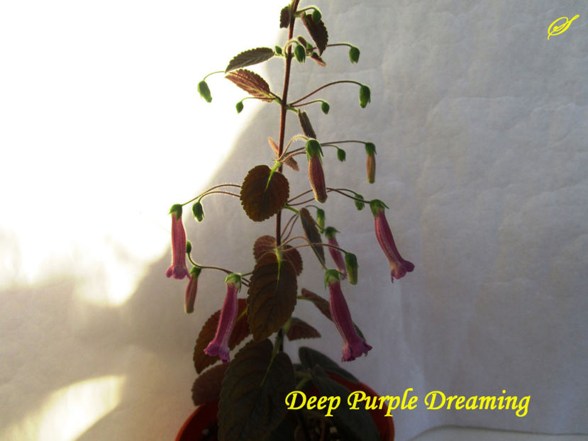 Deep Purple Dreaming(9-03-2018) - Sinningii 2018