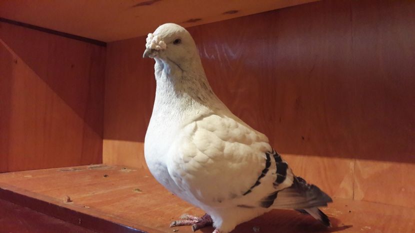  - Porumbei de vanzare