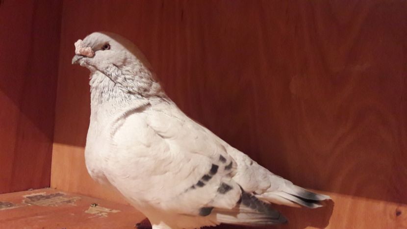  - Porumbei de vanzare