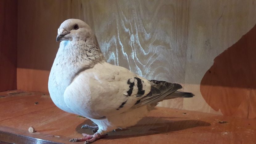  - Porumbei de vanzare