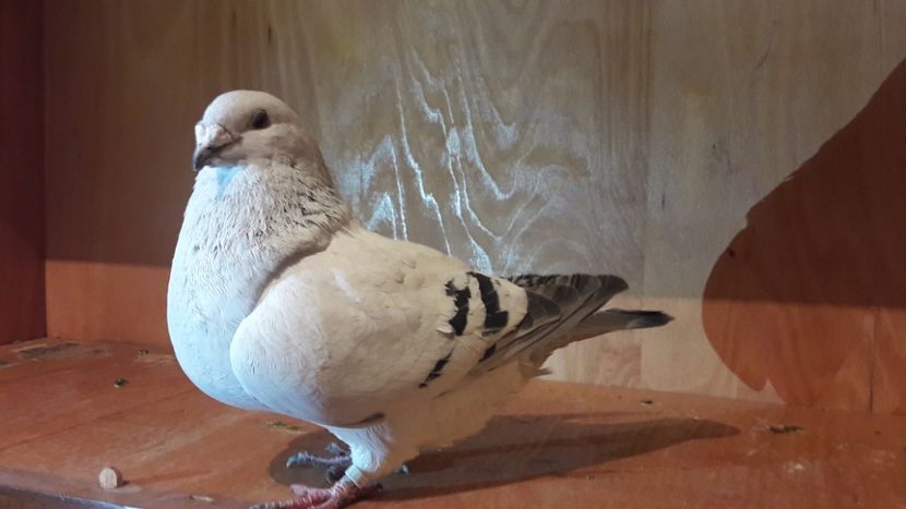  - Porumbei de vanzare