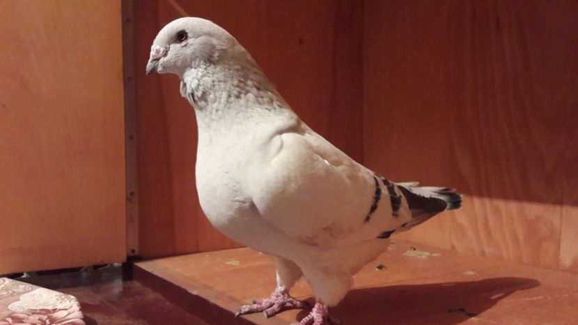  - Porumbei de vanzare