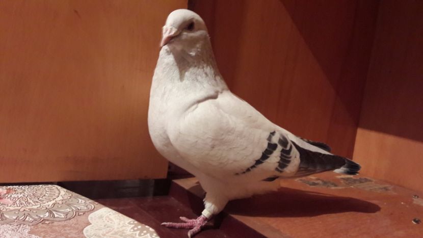  - Porumbei de vanzare