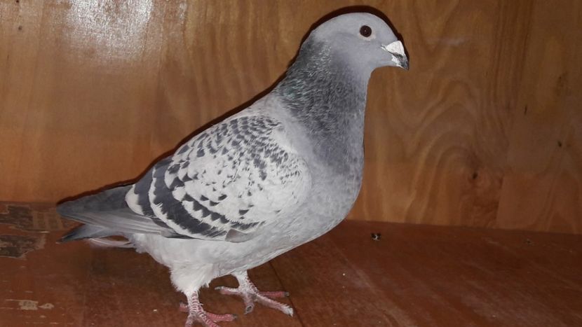  - Porumbei de vanzare