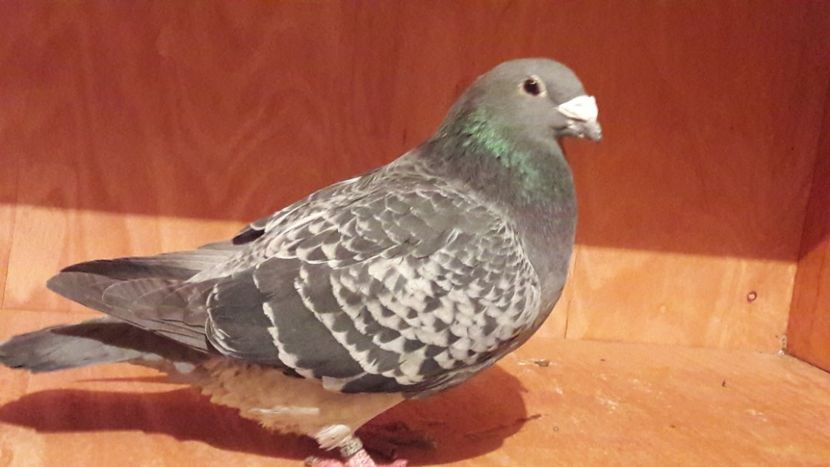  - Porumbei de vanzare