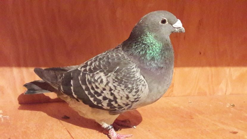  - Porumbei de vanzare