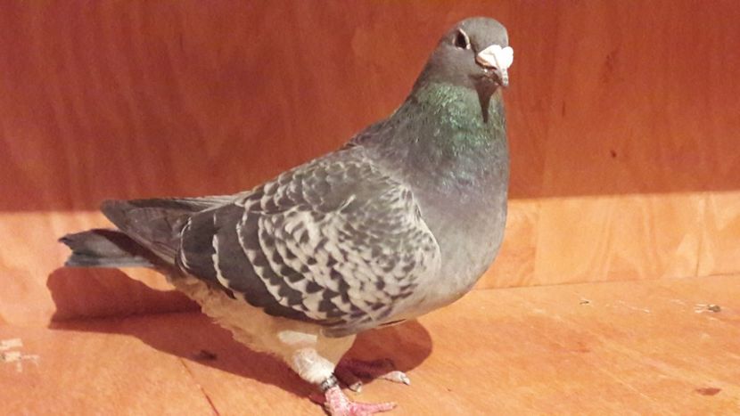  - Porumbei de vanzare