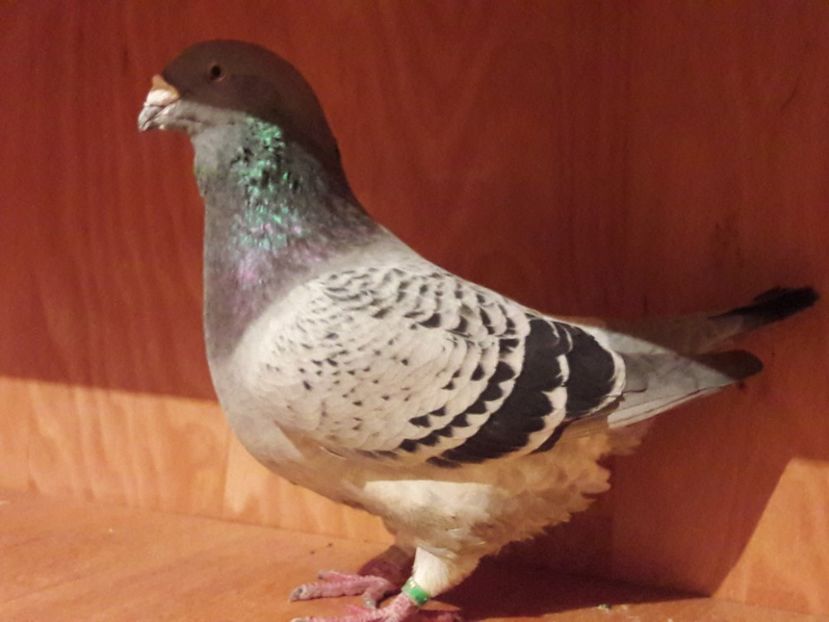  - Porumbei de vanzare