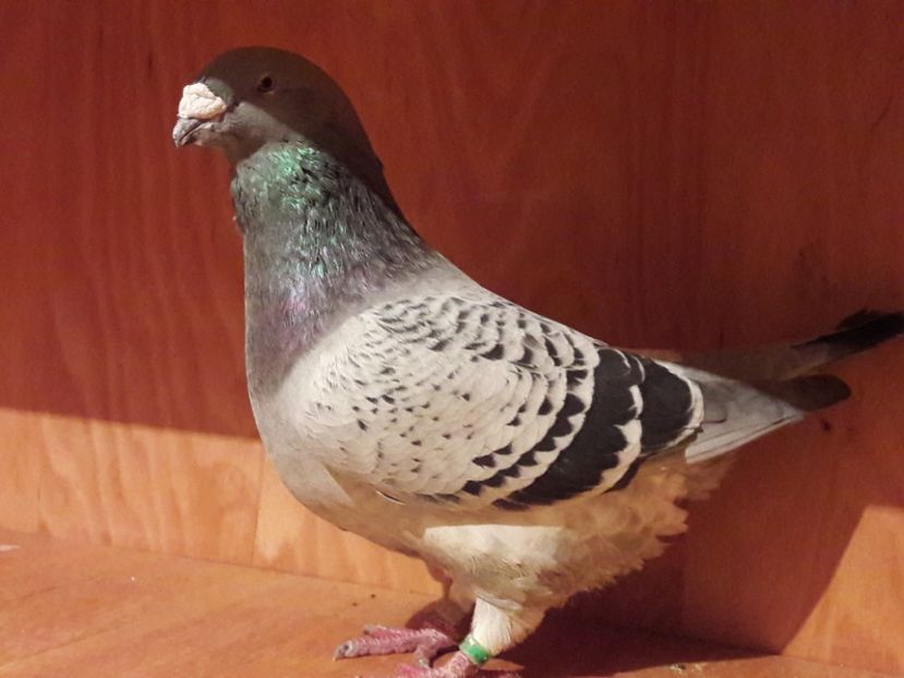  - Porumbei de vanzare