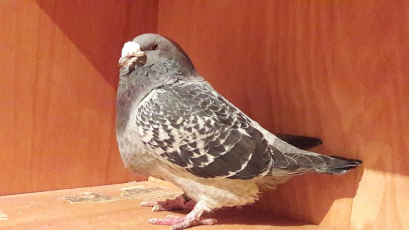  - Porumbei de vanzare