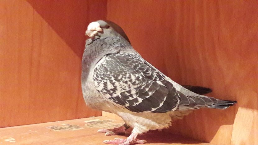  - Porumbei de vanzare