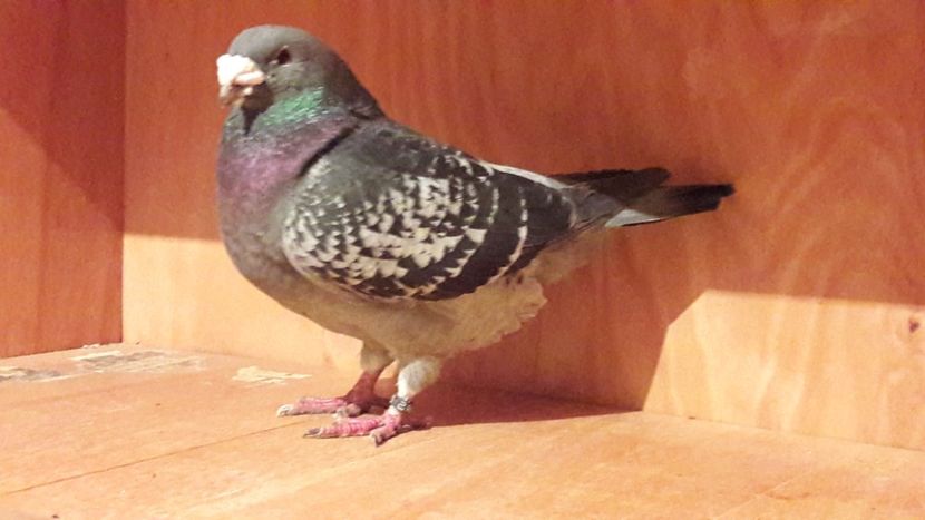  - Porumbei de vanzare