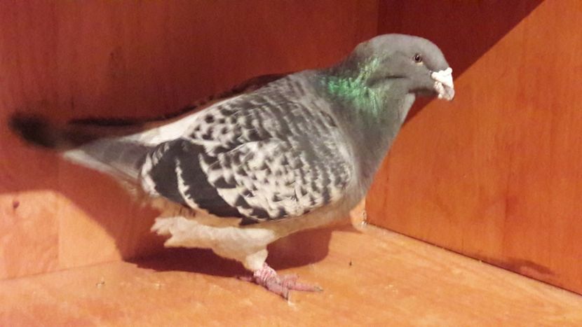  - Porumbei de vanzare