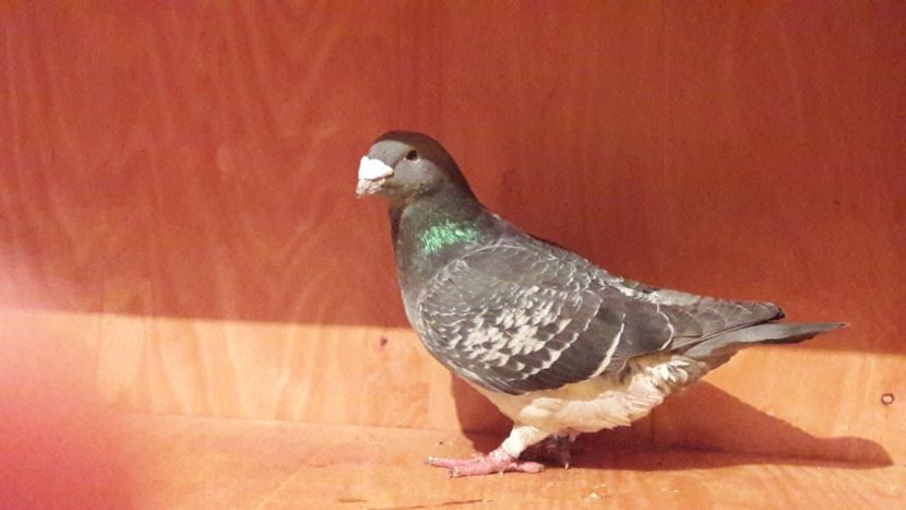  - Porumbei de vanzare