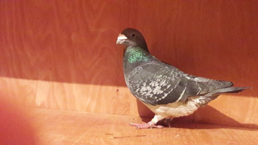  - Porumbei de vanzare