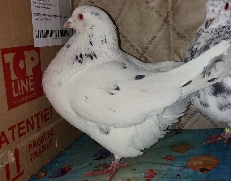  - DE VANZARE 2018 octombrie