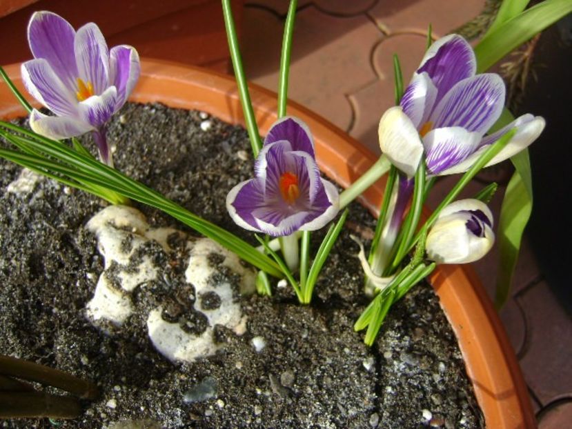 Lalele si crocusi - v Iarna 2016-2017-2018