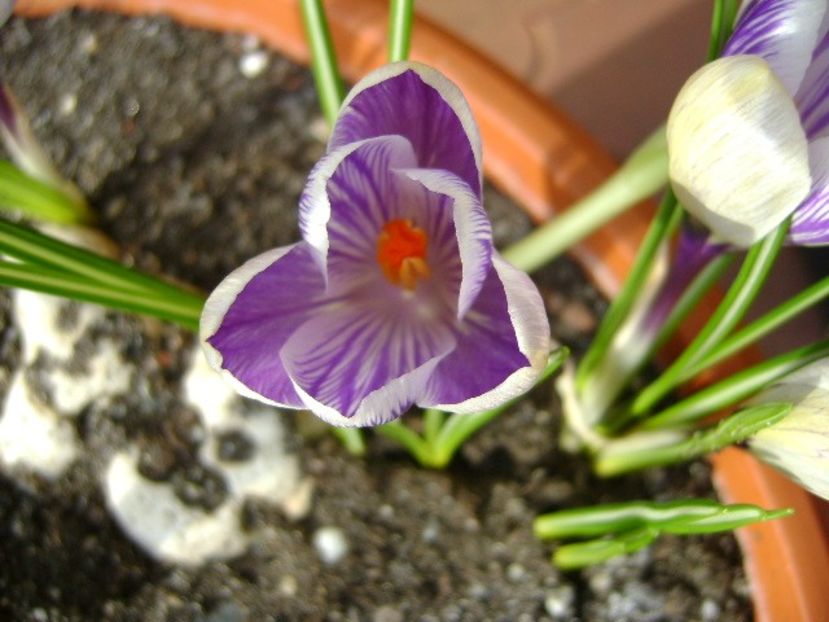 Lalele si crocusi - v Iarna 2016-2017-2018