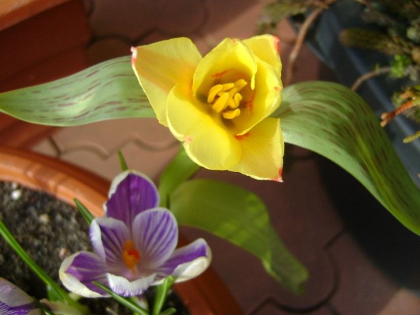 9 mart. 2018: Lalele si crocusi - Flori in plina iarna