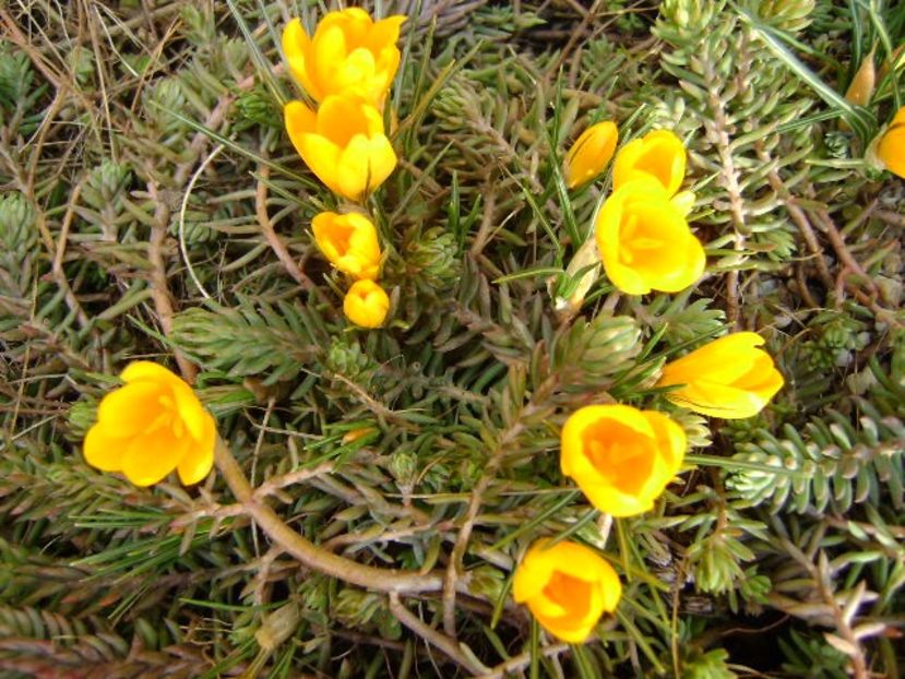 9 mart. 2018: Lalele si crocusi - Flori in plina iarna