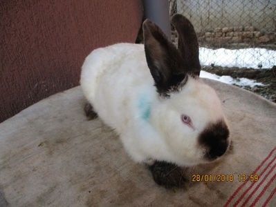 fem. prod.proprie 2017 !!! - X ARHIVA IEPURI CE AM AVUT