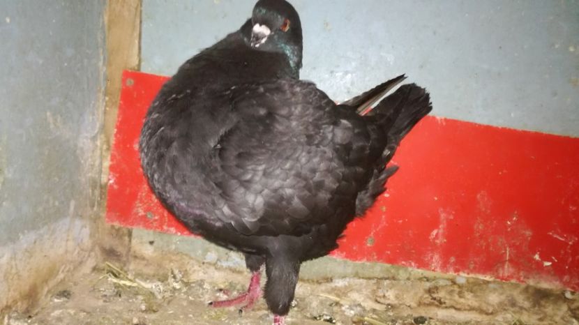  - Transport porumbei