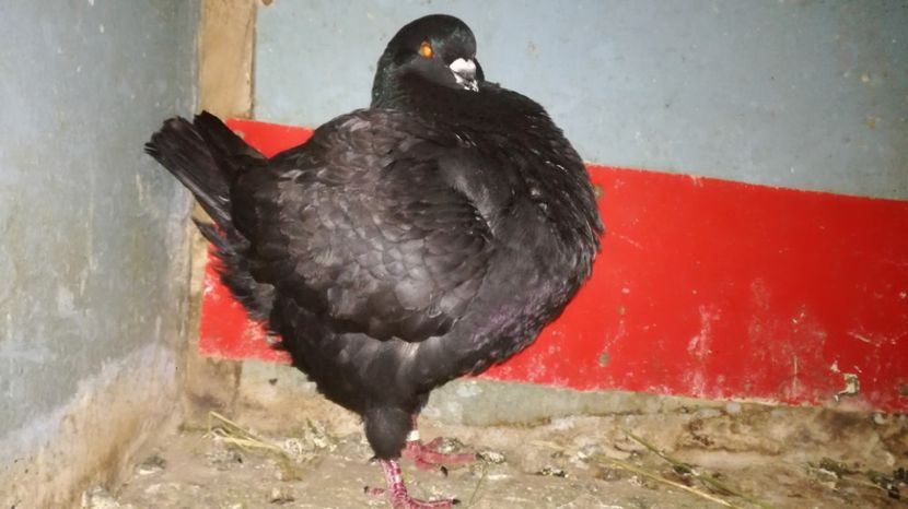  - Transport porumbei