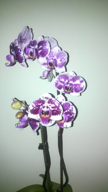  - Orhideea 2014-2018