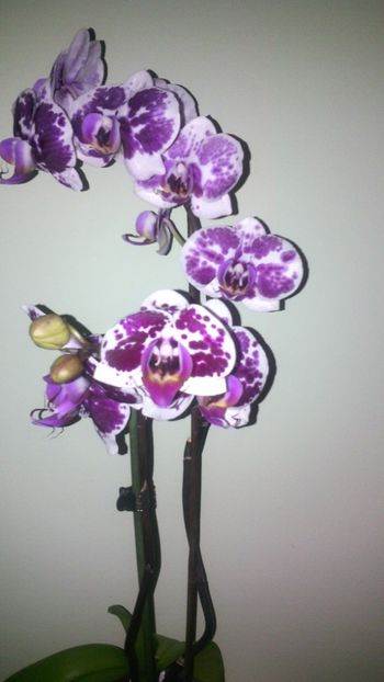  - Orhideea 2014-2018