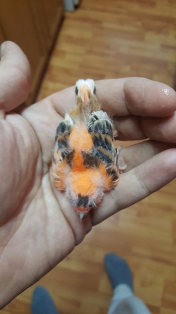  - Canari