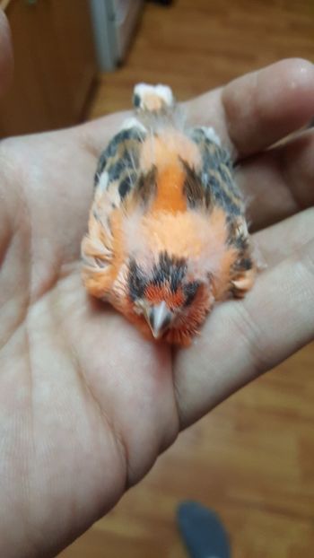  - Canari