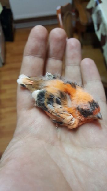  - Canari