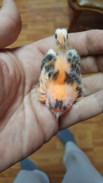  - Canari