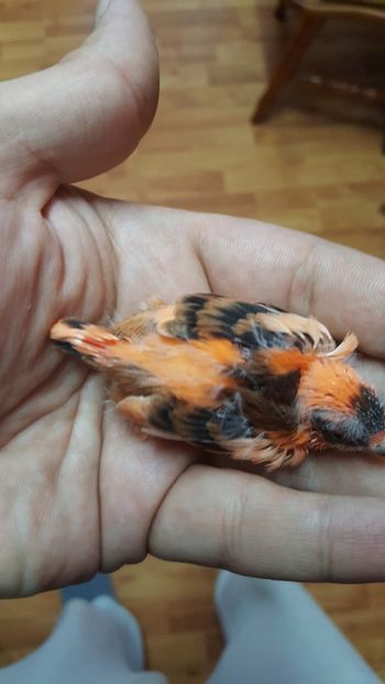  - Canari