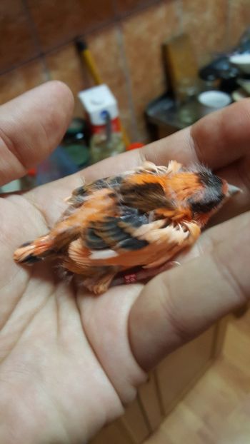  - Canari