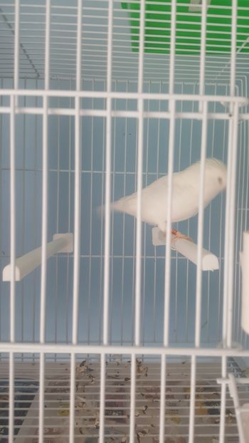  - Canari