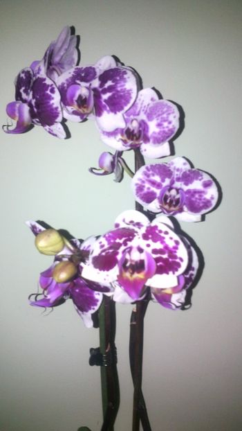  - Orhideea 2014-2018